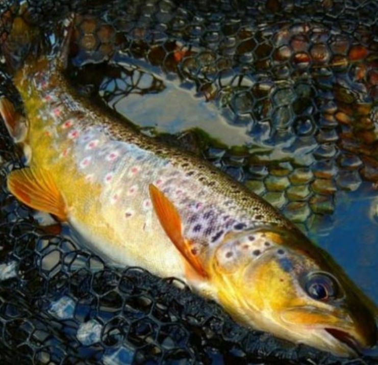 Fishing in Stoke On Trent